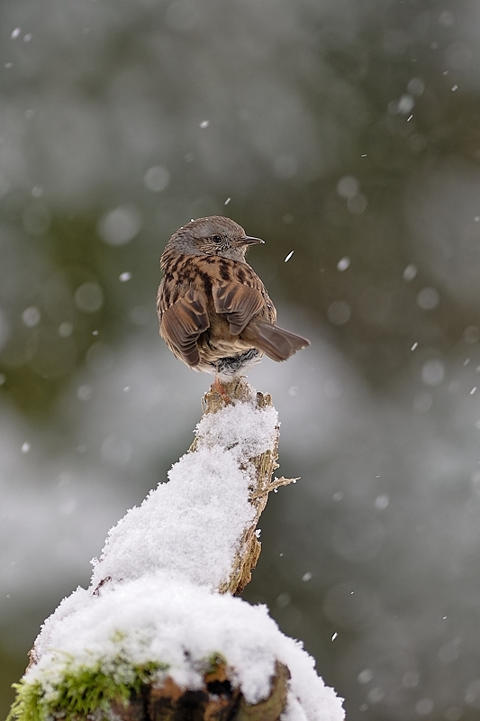 DSC_2694_DxO.jpg