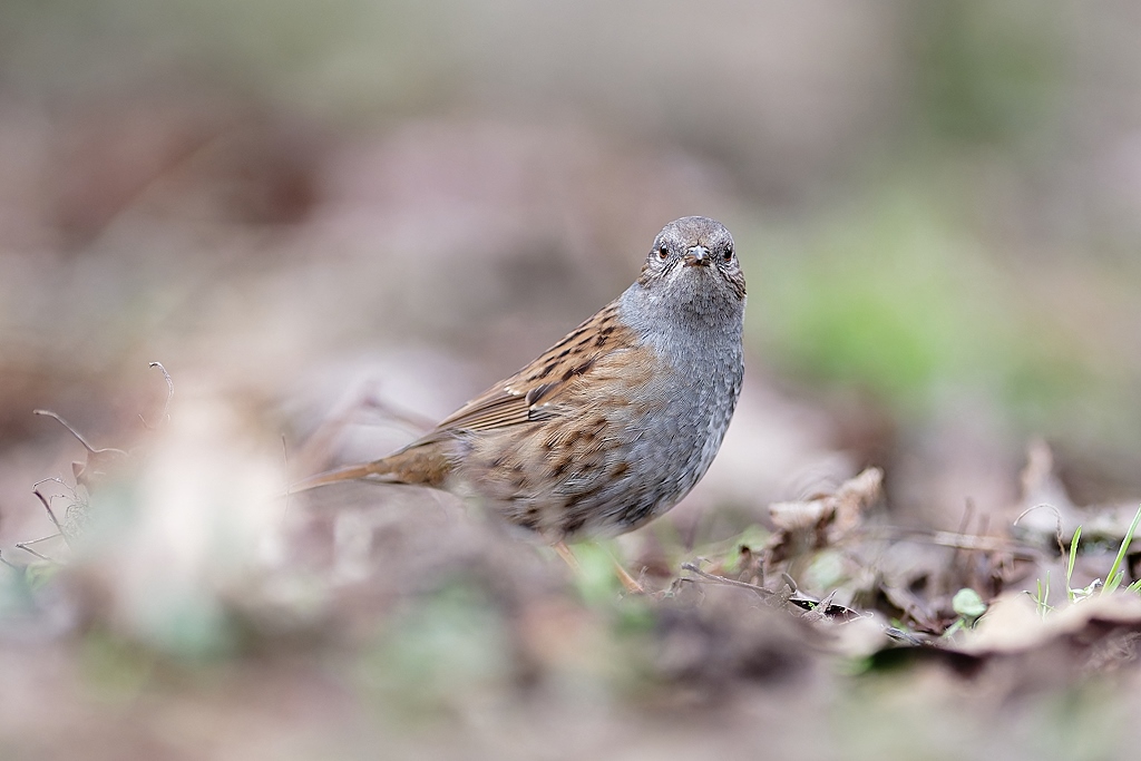 DSC_9929_DxO-1.jpg