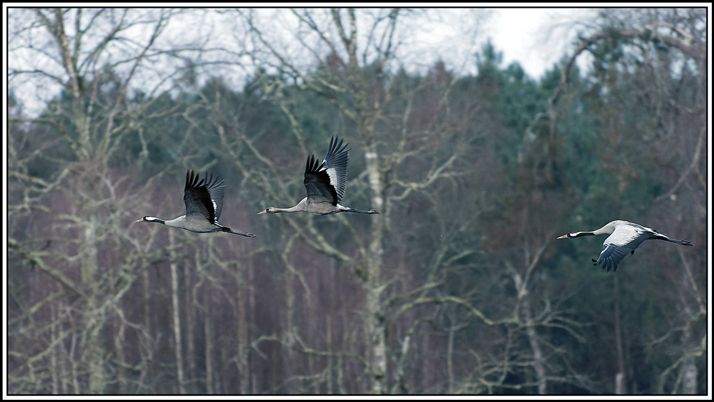 grue_cendree(890).jpg