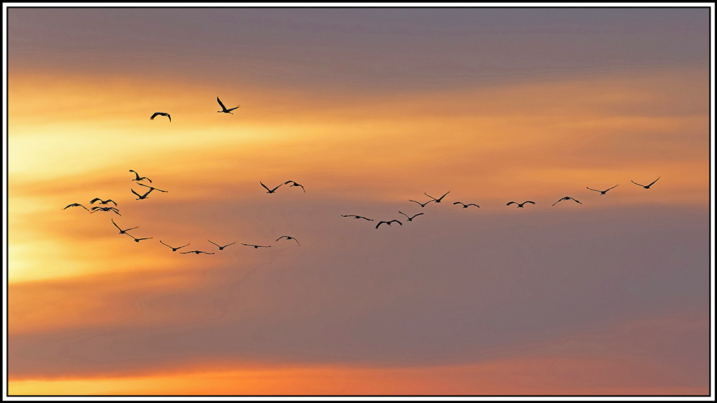 grue_cendree(907)biosphoto.jpg
