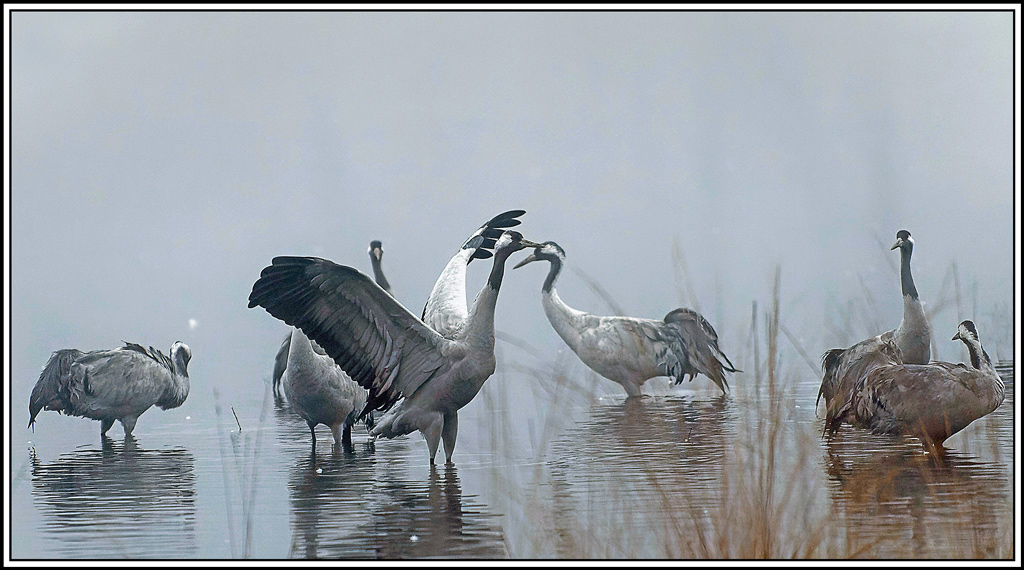 grue_cendree(926).jpg