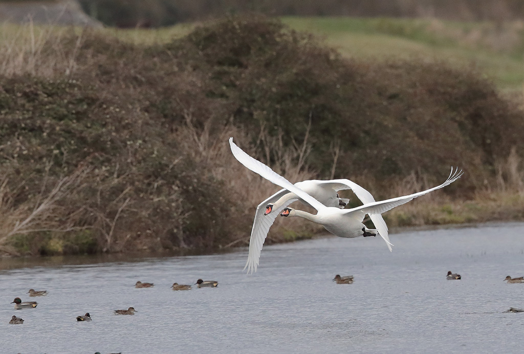 Cygne tuberculé  20.JPG