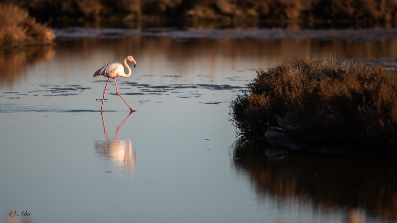 CAMARGUE-46.jpg