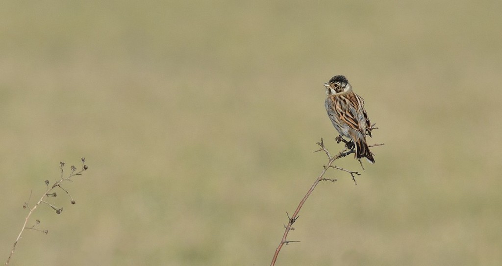 DSC_3590.JPG