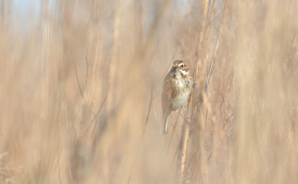 DSC_3798u.JPG