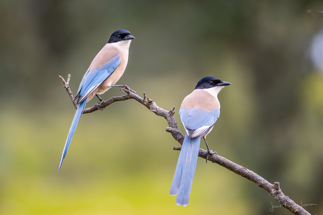PieBleue_1030px.jpg