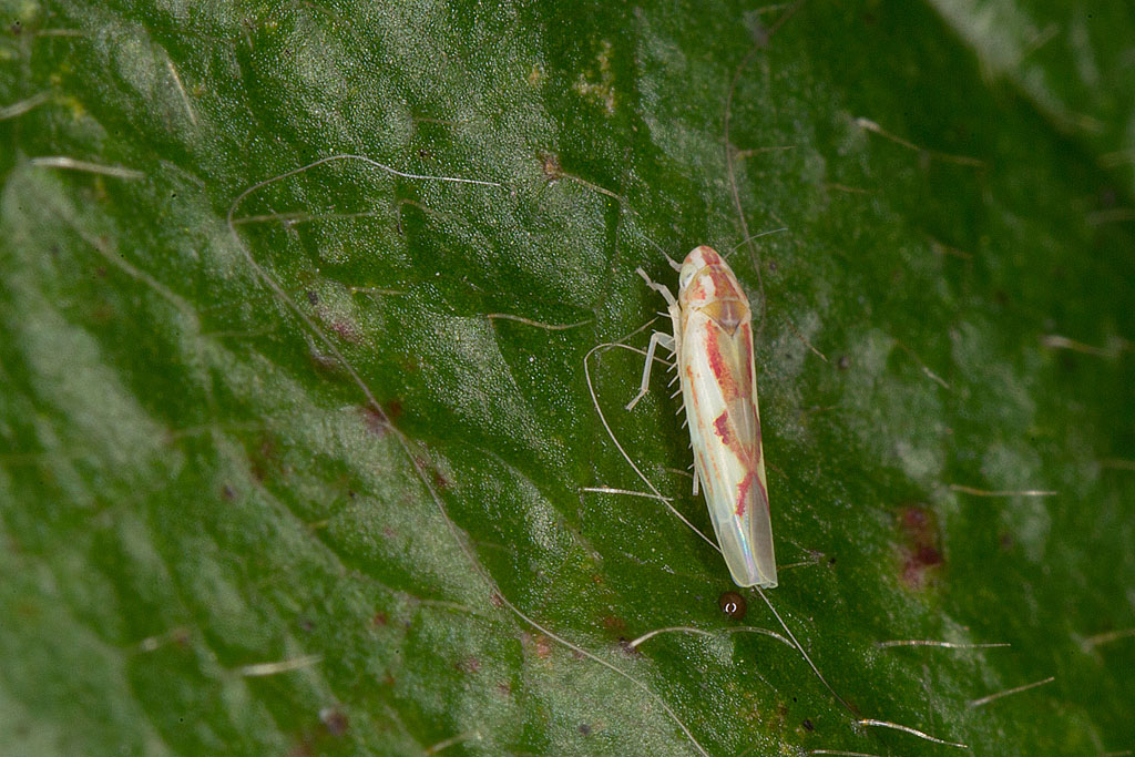 Zygina angusta ou Z. ordinaria ou Z. tiliae.jpg