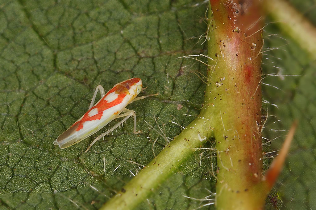 Zygina flammigera F 2.JPG
