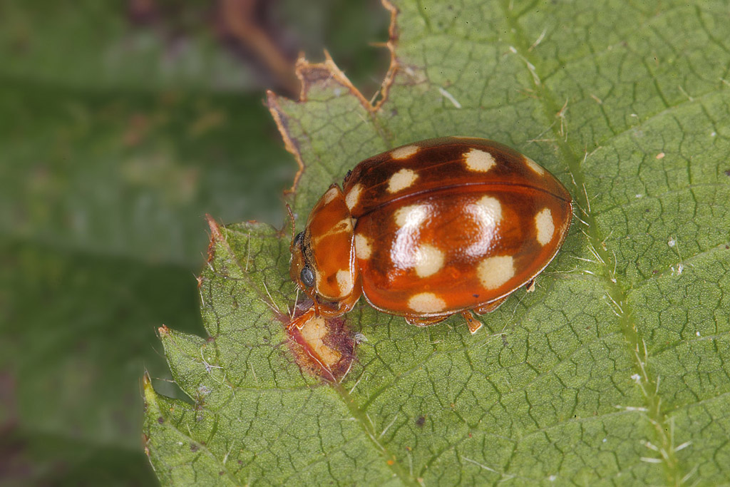 Calvia 14-guttata - coccinelle à 14 points 2 JRi.JPG