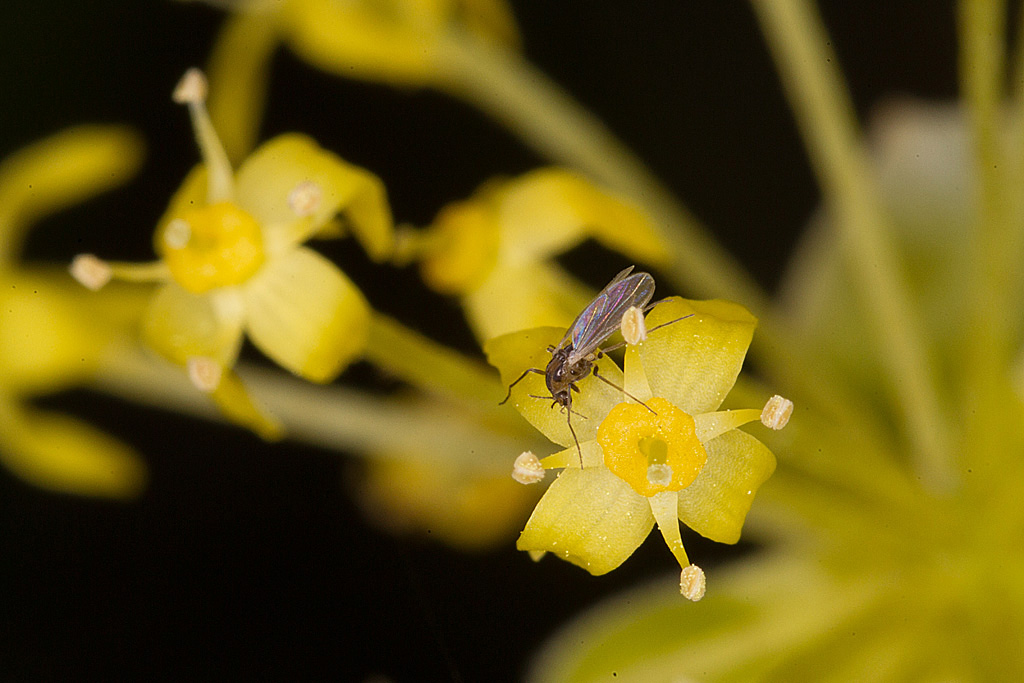moustique sur fleur de Cornus officinalis.jpg