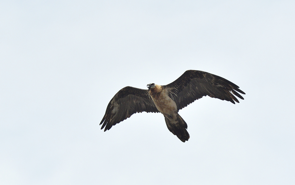 DSC_0987.jpg