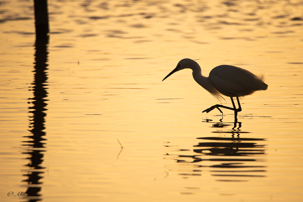 CAMARGUE-12.jpg