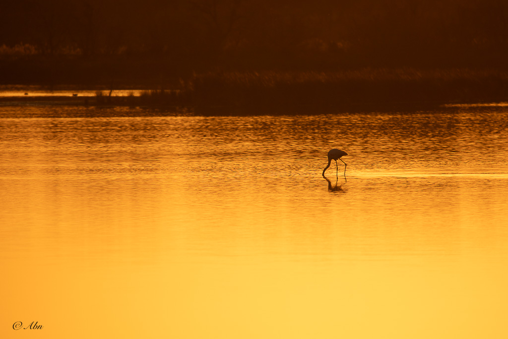 CAMARGUE-09.jpg