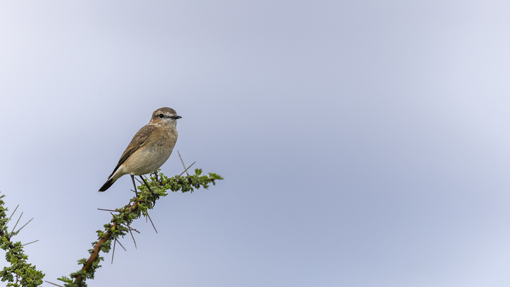 Traquet Isabelle-2.jpg