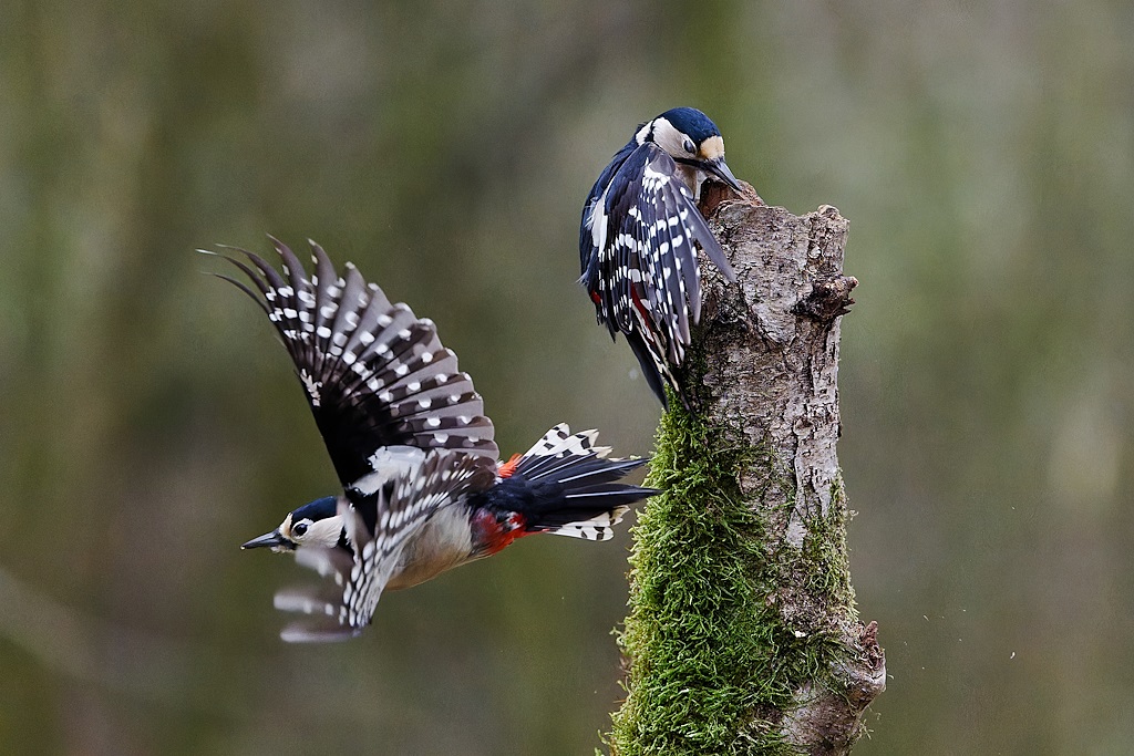 DSC_6569_DxO.jpg