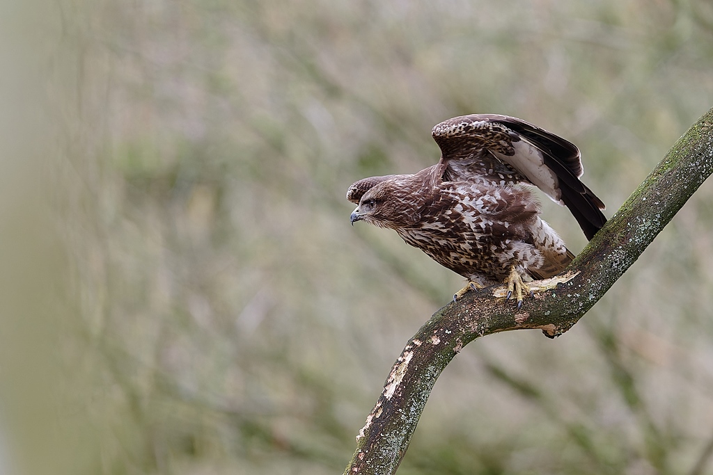 DSC_6635_DxO.jpg
