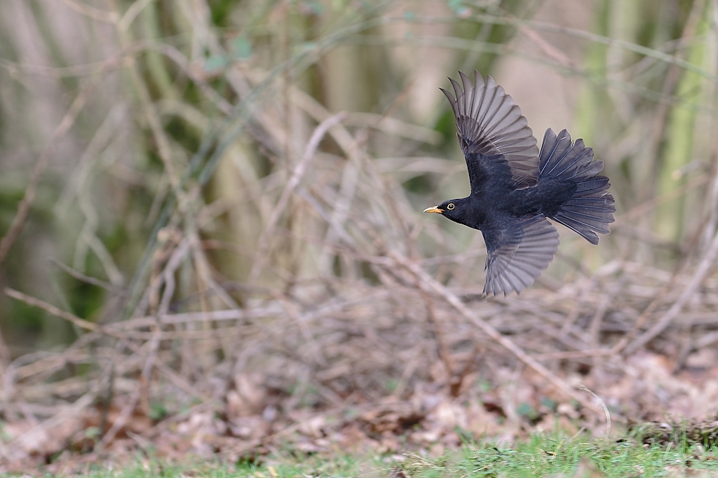 DSC_1674_DxO.jpg