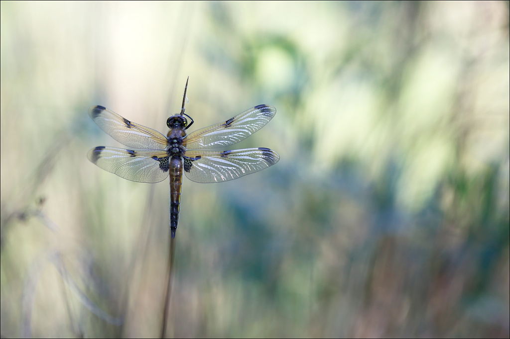 Libellula quadrimaculata.jpg