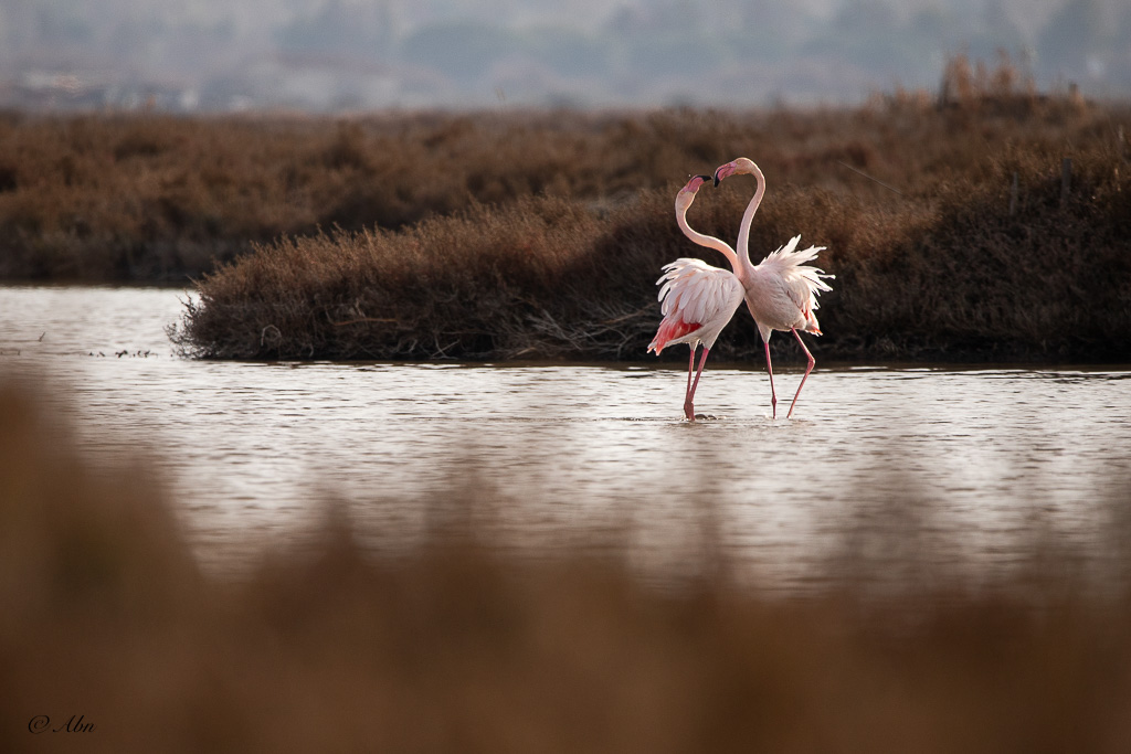 CAMARGUE-03.jpg