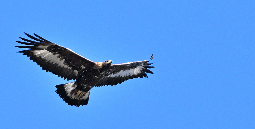 DSC_0211.jpg