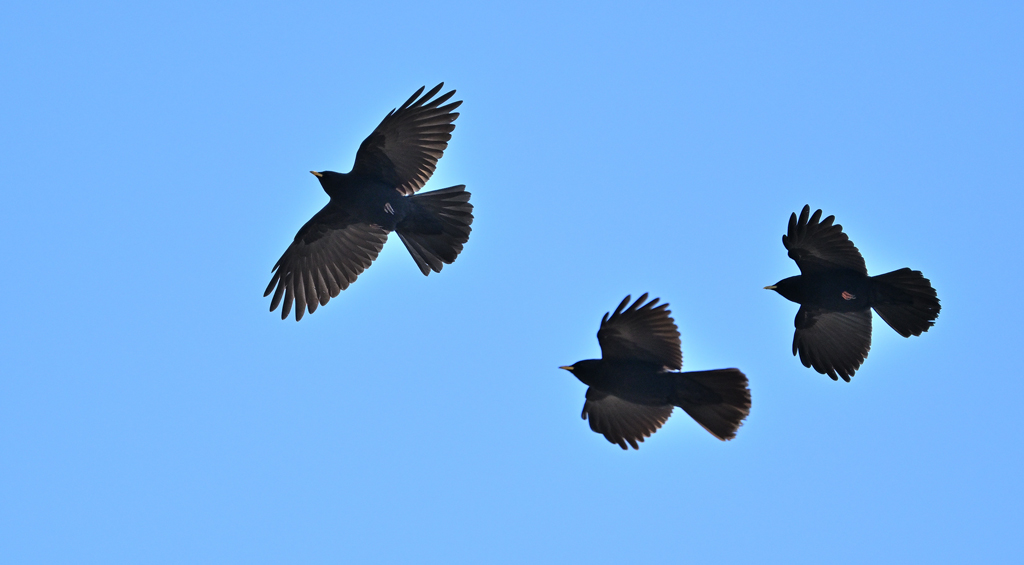 DSC_0263.jpg