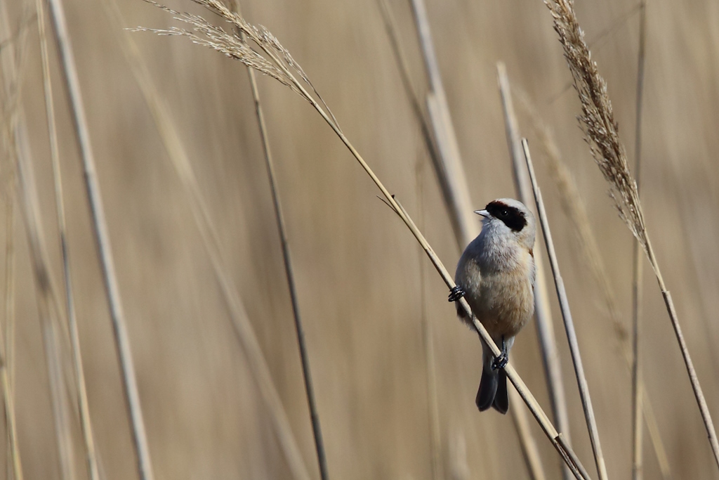 1732 Rémiz penduline.jpg