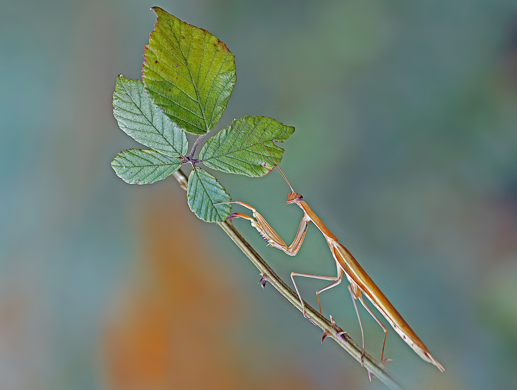 mante_religieuse(Mantis_religiosa)(51_52).jpg