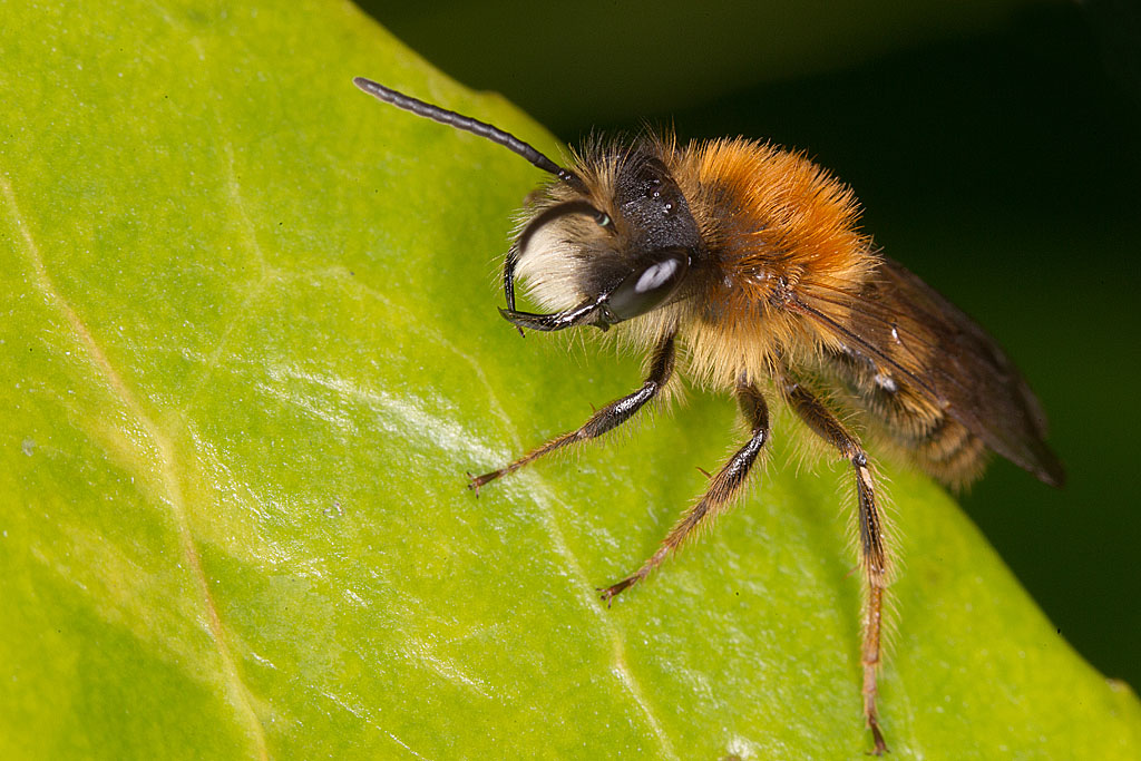 Andrena fulva 4.jpg