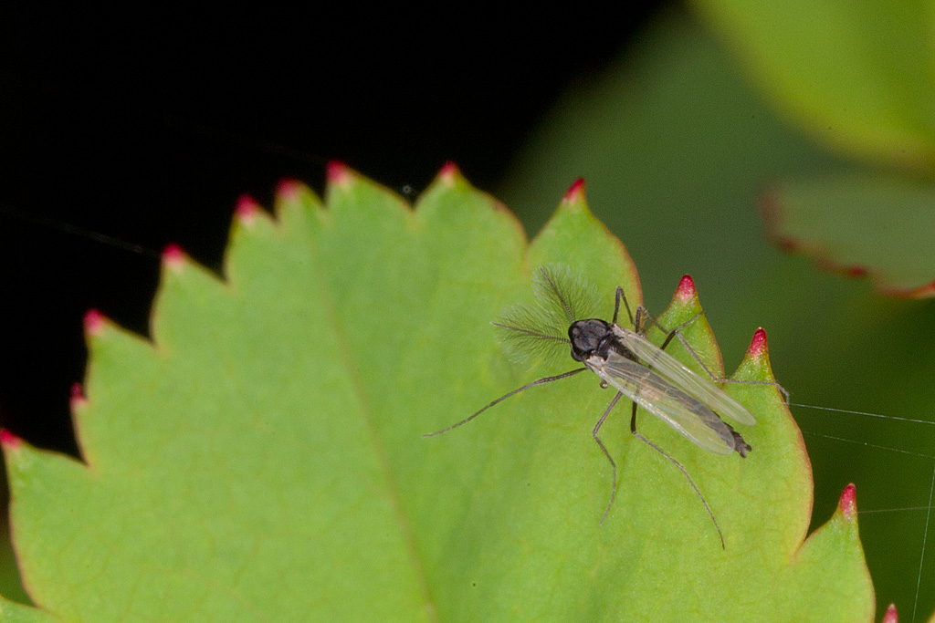 Chironomus sp.jpg