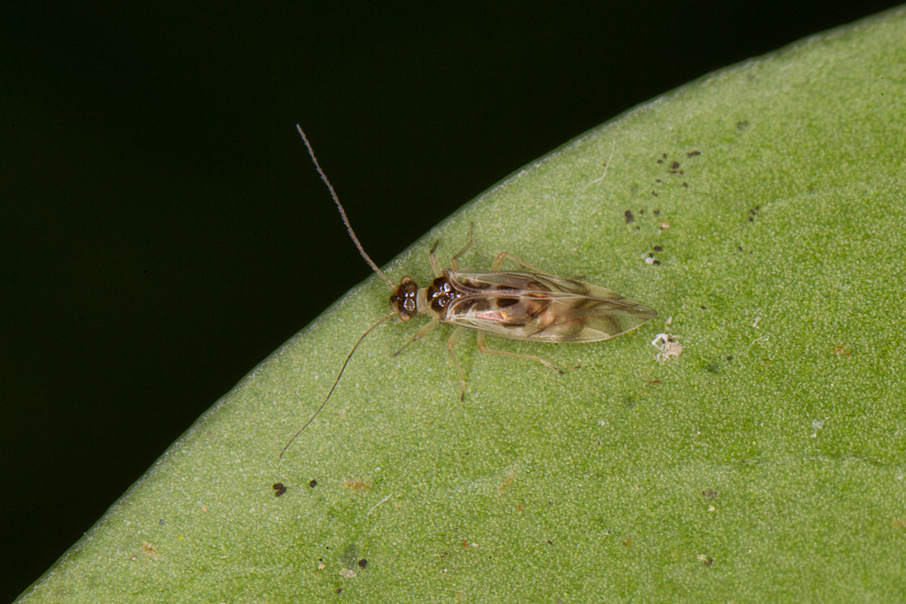 Graphopsocus cruciatus. 2.jpg