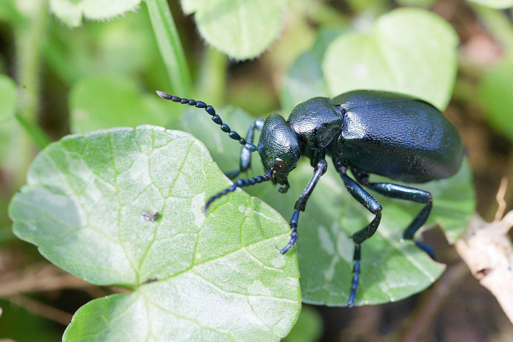 Meloe violaceus femelle 1.jpg