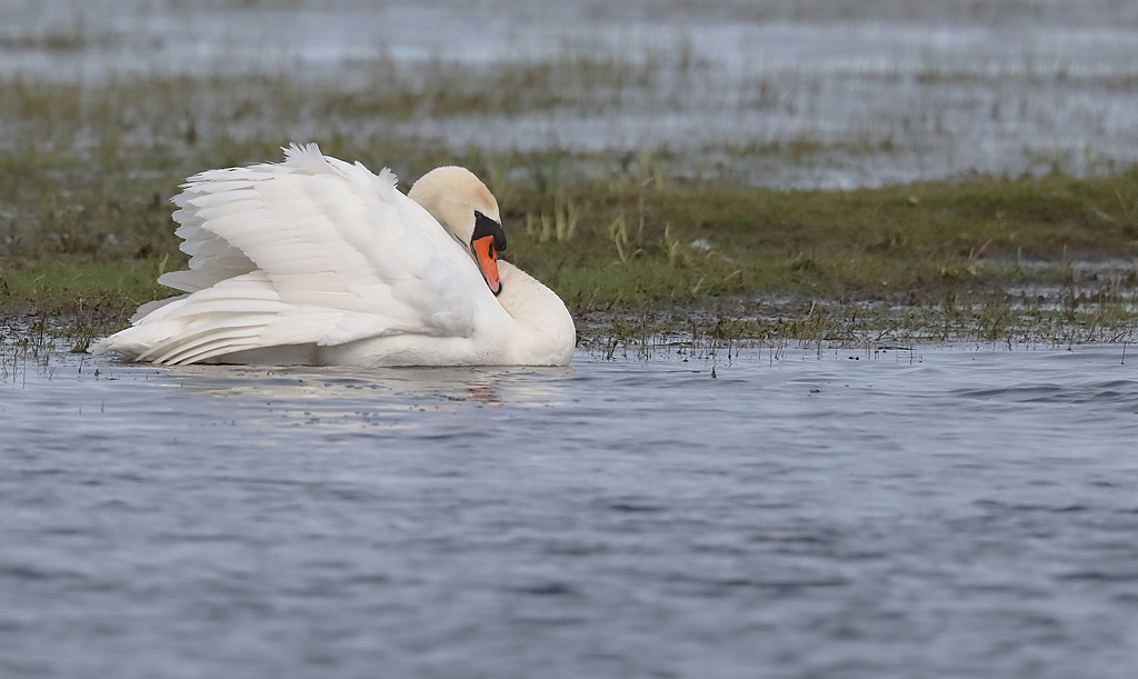 cygne tuberculé 4.JPG