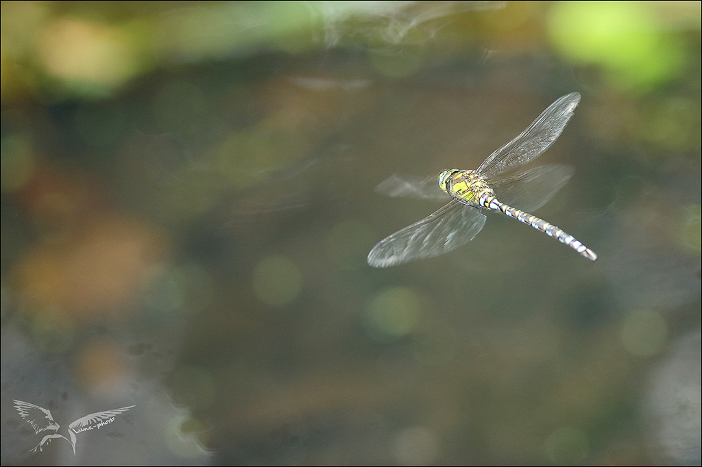 Aeshna cyanea_chassant au-dessus de l'eau..JPG