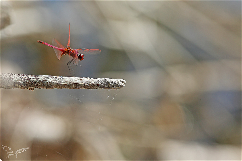 Tritemis annulata_♂ prêt à l'atterrissage.JPG