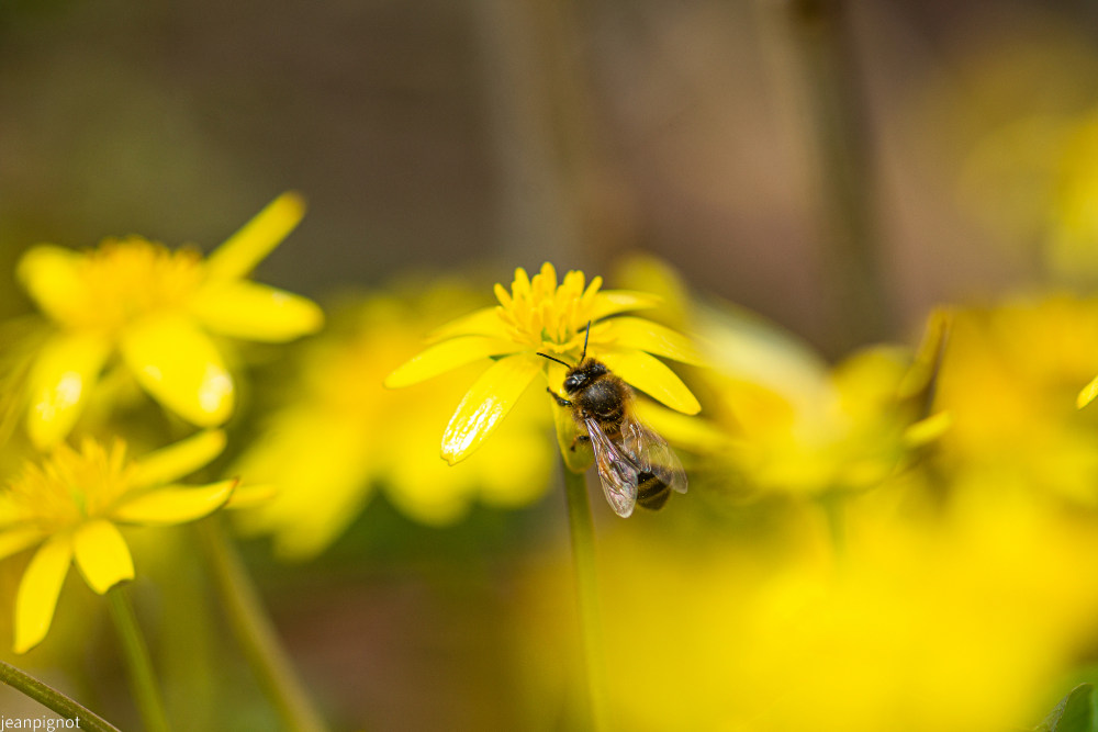abeille comune tout de jaune vétu.JPG