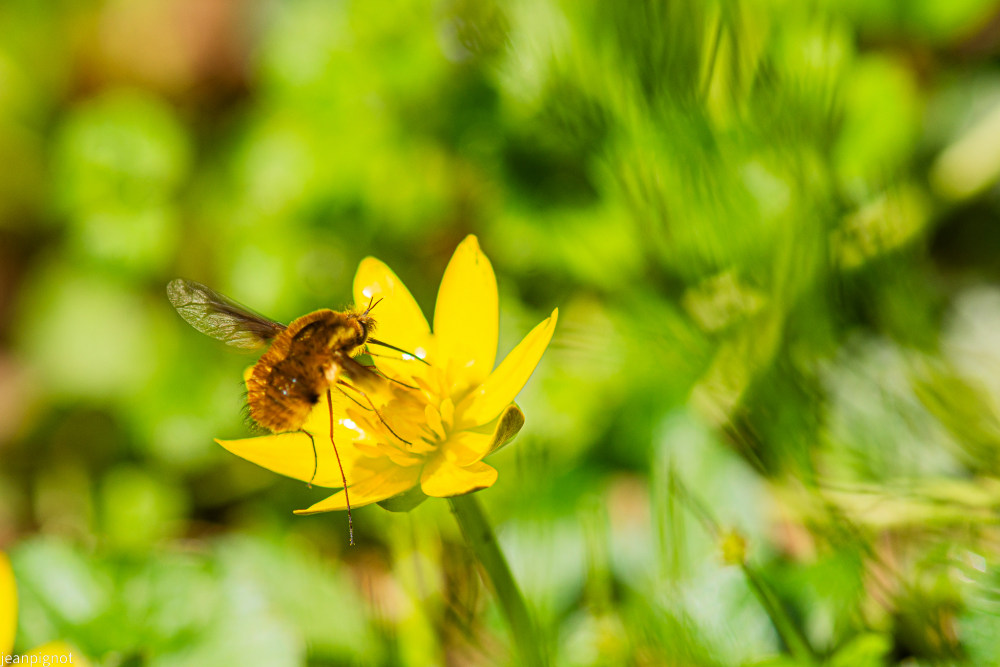 bombyle (2).JPG