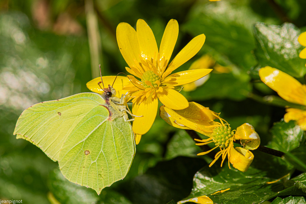 papillon citron.JPG