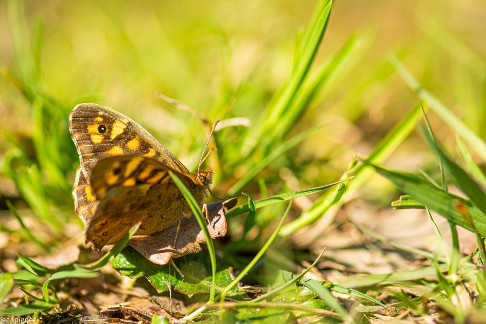 papillon tircis (2).JPG