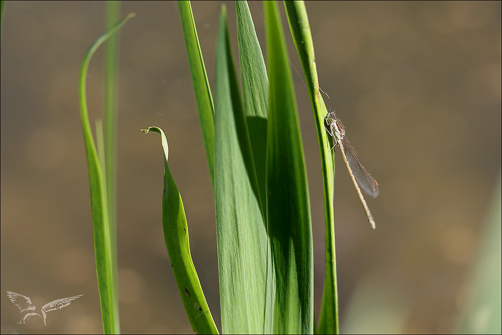 Sympecma fusca.jpg