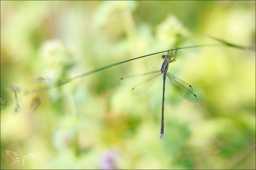 Lestes barbarus.jpg