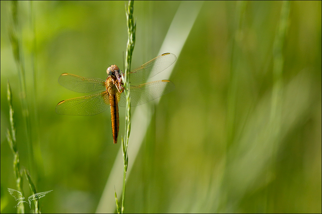 Prédation Crocothemis.jpg