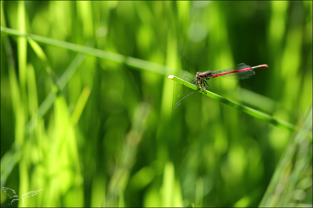 Prédation Pyrrhosoma nymphula_.jpg