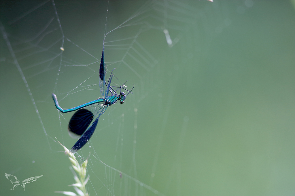 Prédaté Calopteryx s.jpg