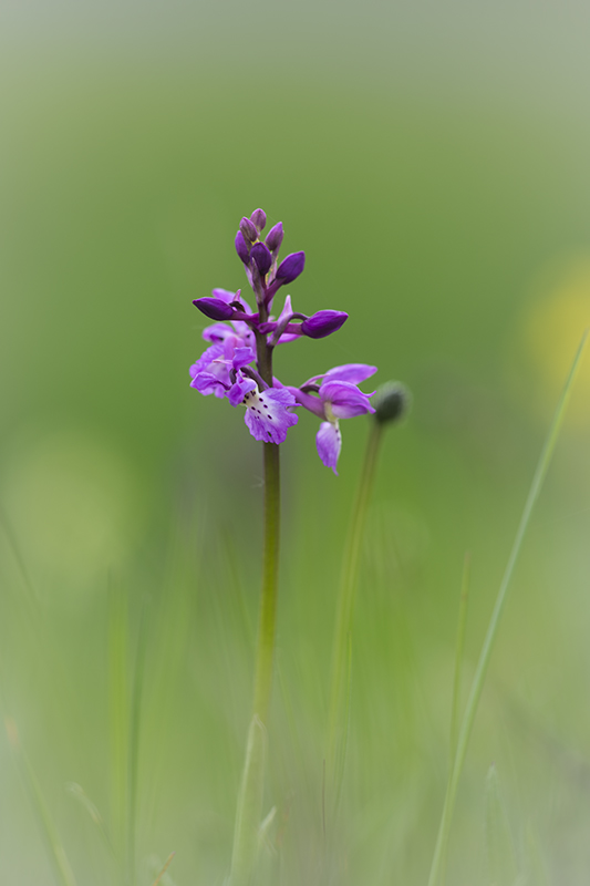 orchis Male 2024 4.jpg