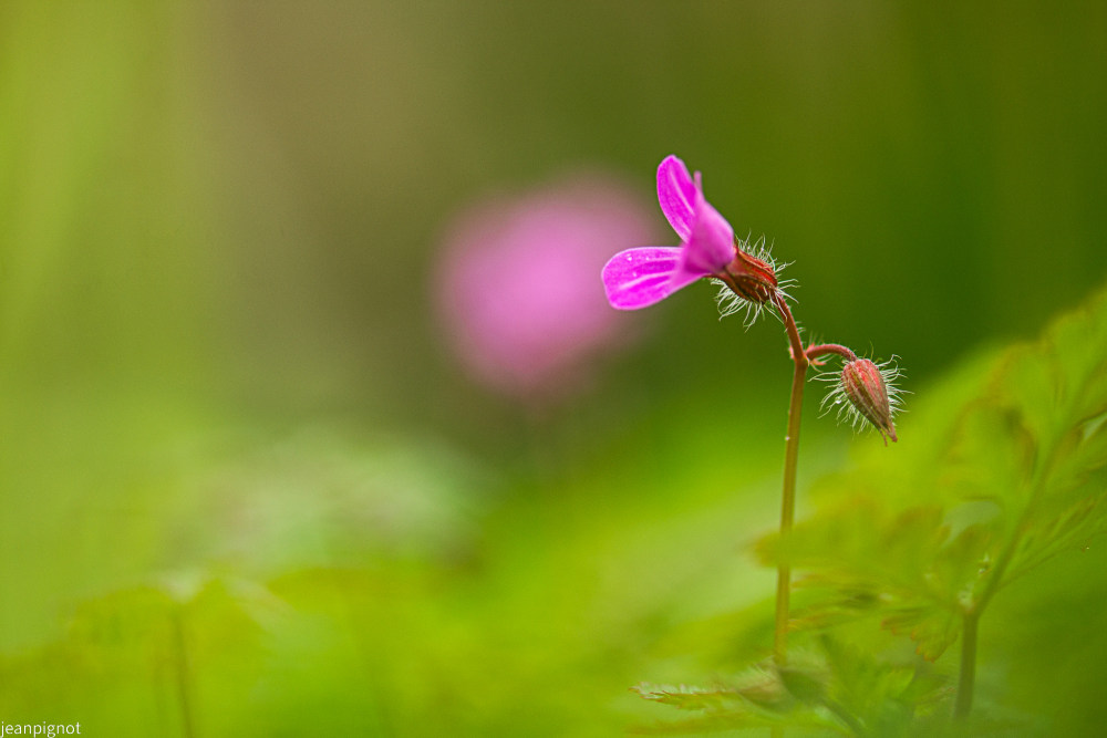 geranium sauvage (2).JPG