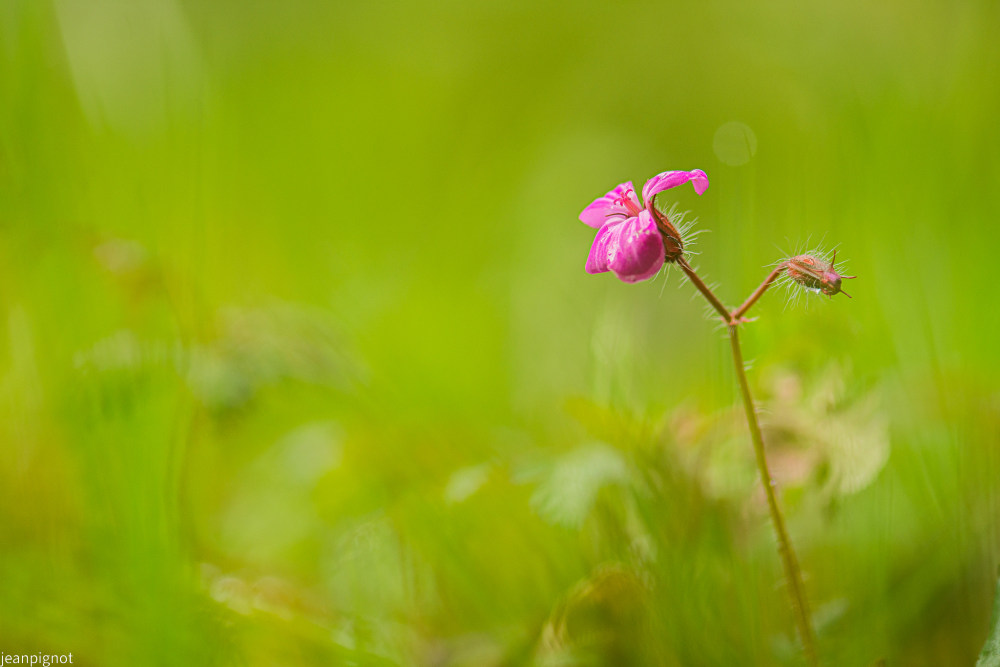 géranium sauvage (2).JPG