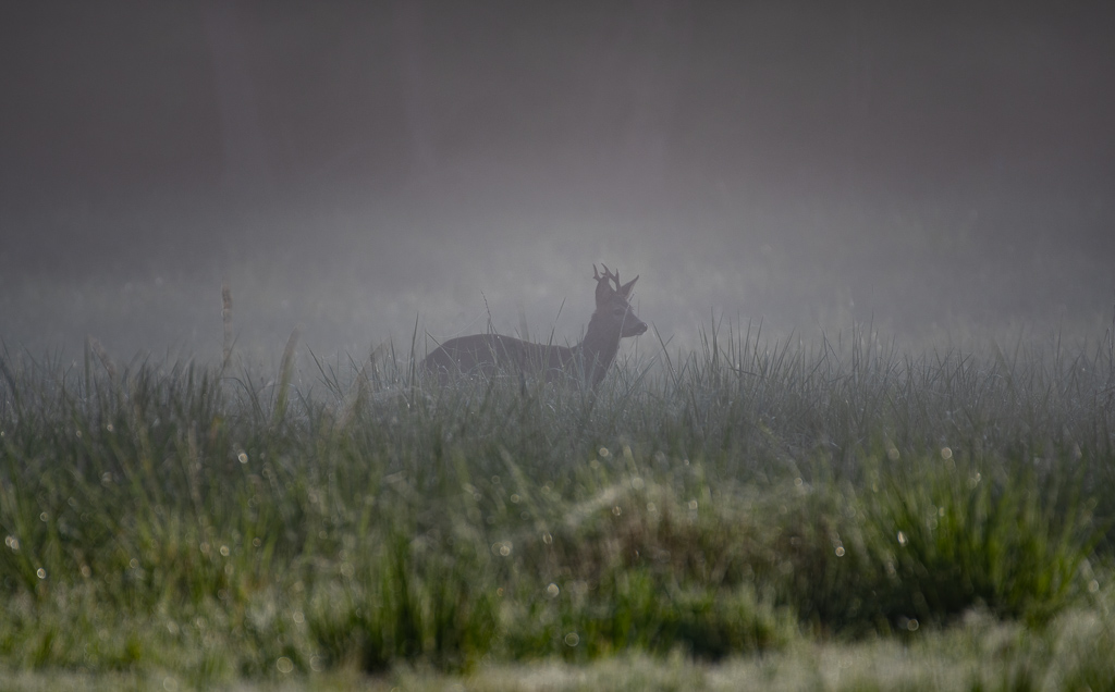 Chevreuil dans la brume -0--1.jpg