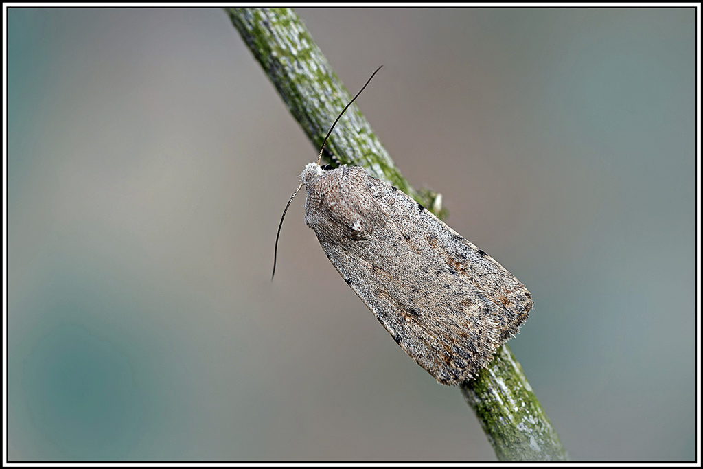 Noctuelle-_cubiculaire(Caradrina_clavipalpis)(1_2).jpg