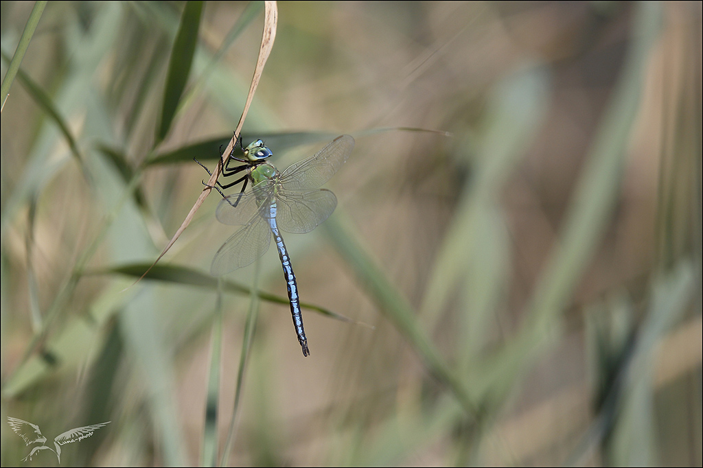 Anax imperator_♂.jpg