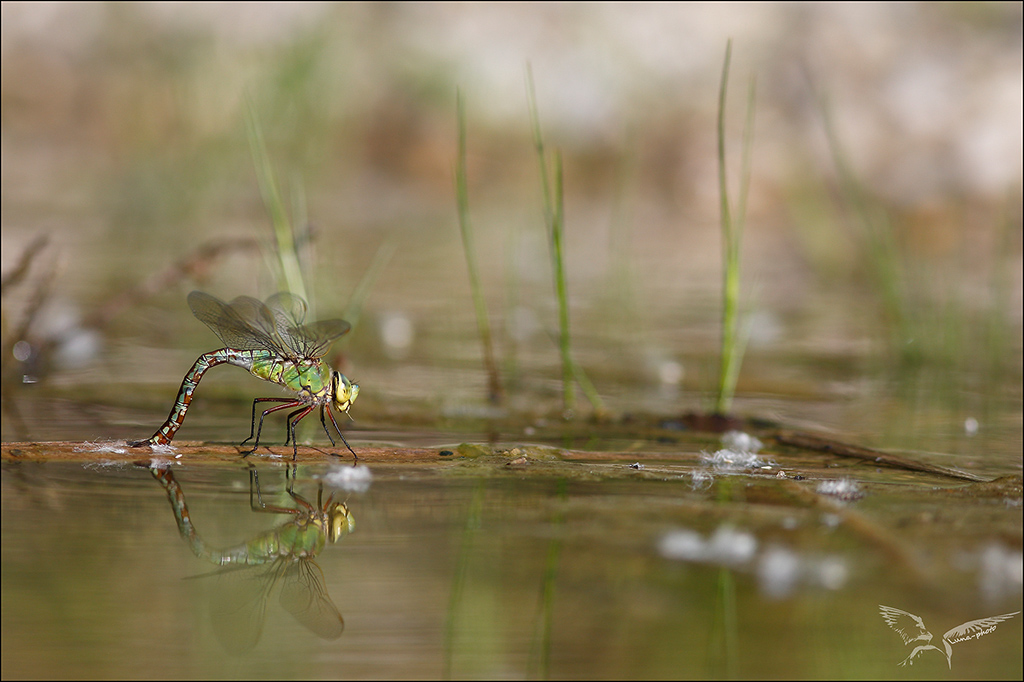 Anax imperator ponte.jpg